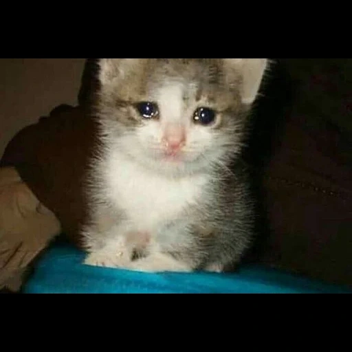 kucing itu menangis, kitty dengan air mata, kucing menangis, crying cat, kucing sedih