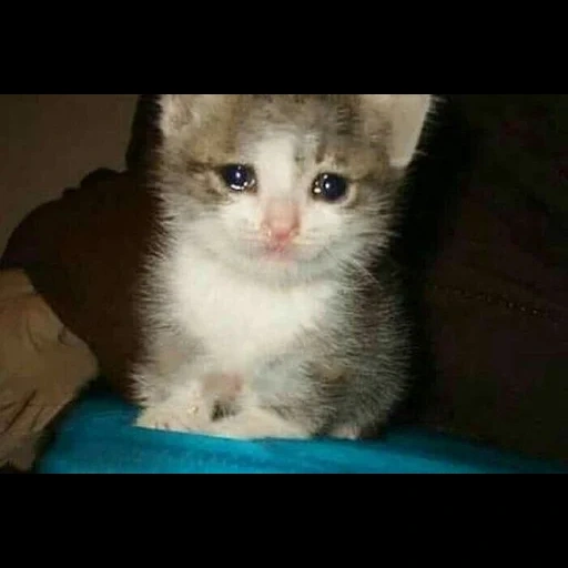 gatto sta piangendo, un sigillo in lacrime, gatto che piange, gatto che piange, gatto triste