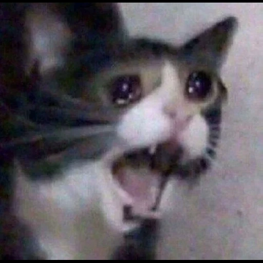 cat, a screaming cat, a screaming cat, cat crying meme, crying cat meme