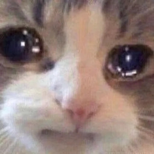 mème de chat, meme cat, mème de chaton, chat qui pleure, chat triste