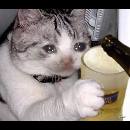 kucing, kucing, kucing kucing, minum kucing, crying cat with beer