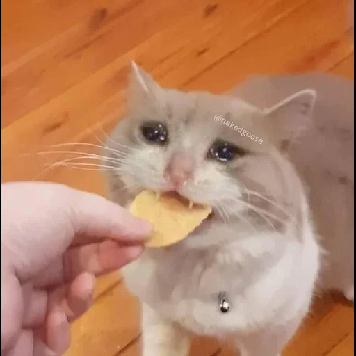 gato, los perros marinos son ridículos, gato llorando para comer, animal alegre, lindo gato es divertido