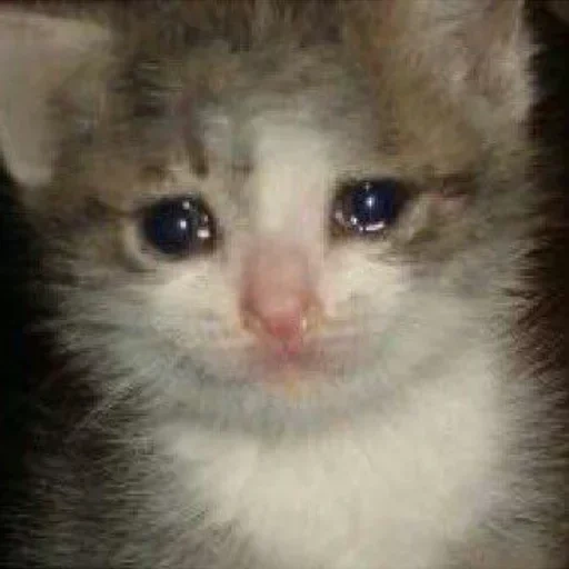 a tearful seal, crying cat, crying cat, crying cat meme, crying cat meme