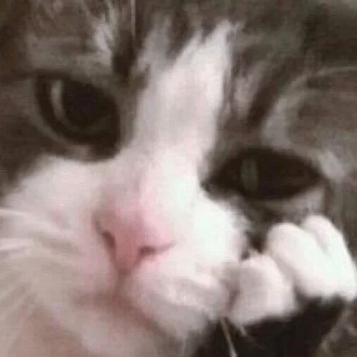 weinende katzen, traurige katze, katzen weinen ein meme, eine weinende katze, die katzenschreie sind traurig