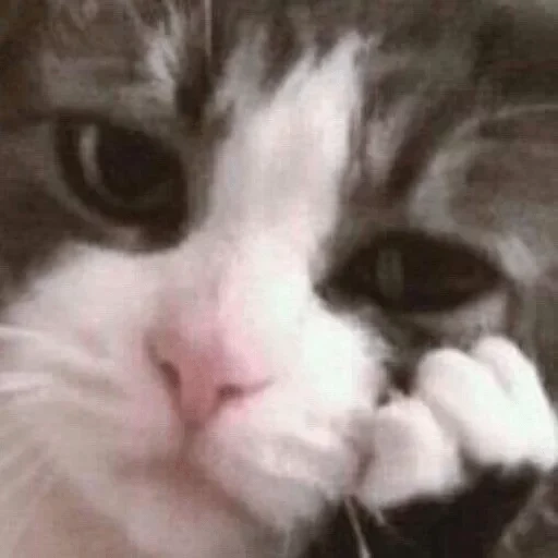 gatos chorando, gato triste, gatos choram um meme, um gato chorão, o gato chora é triste