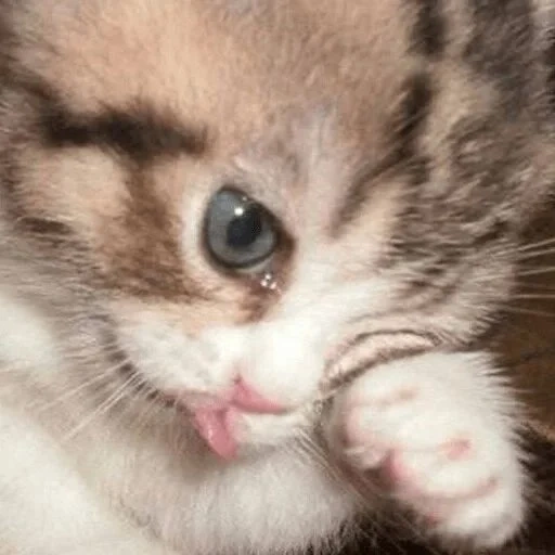 cat, seal, cat crying meme, crying cat raspberry, a charming kitten