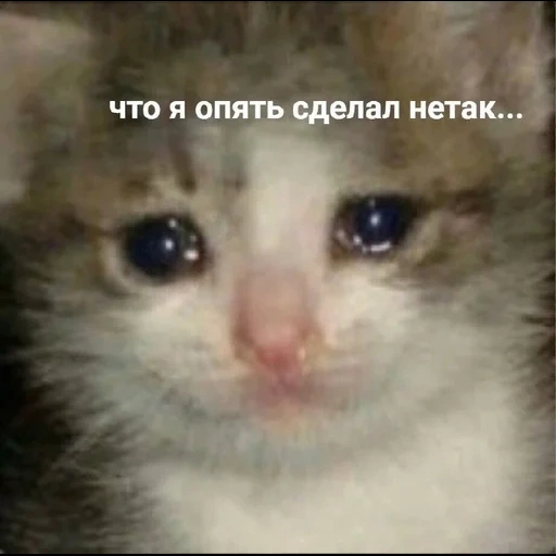 кот плачет, котик слезами, плачущие коты, плачущий котик, плачущий кот мем