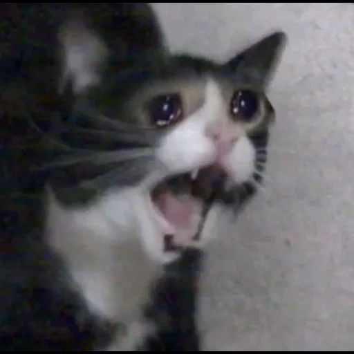 meme cat, a screaming cat, crying cat, crying cat meme, crying cat meme