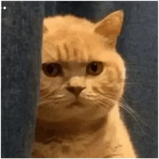 cat, cat meme, meme cat, meme cat, kitten meme