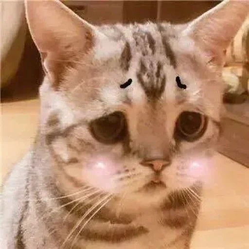 gato triste, gato triste, sad cat meme, raça de gato triste, um gato muito triste