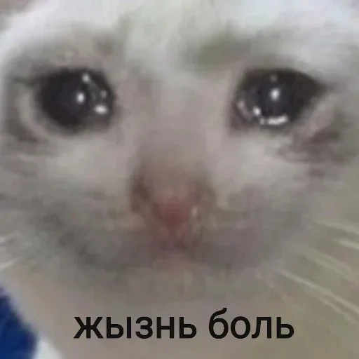 sad cat, crying cat, crying cat t, sad cat meme, crying cat face