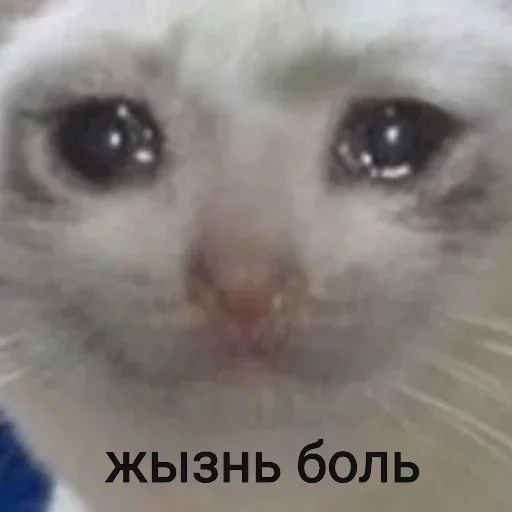 gato triste, gatos chorando, gato chorando t, sad cat meme, o focinho de gato chorando