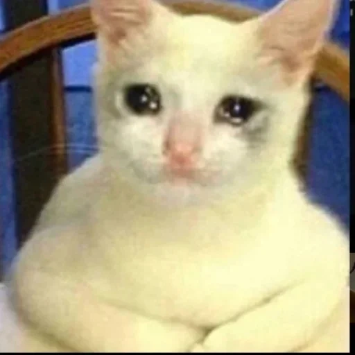 gato, o gato está triste, gato triste, gato triste, meme de gatos tristes