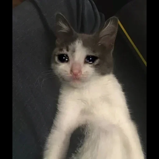 el gato está llorando, gato llorando, gato llorando, gato llorando, gato llorando