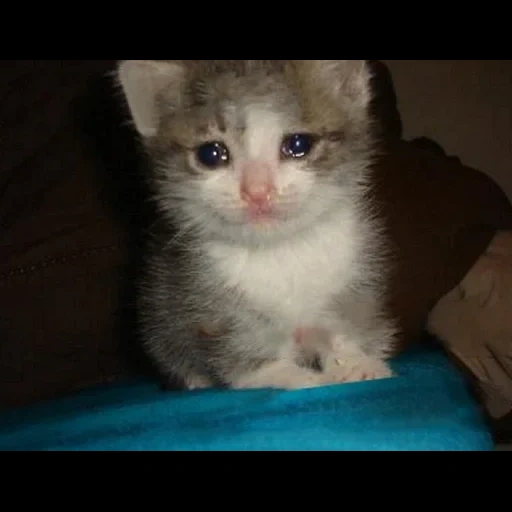 die katze ist traurig, weinende katze, kitty mit tränen, weinende katzen, weinende katze