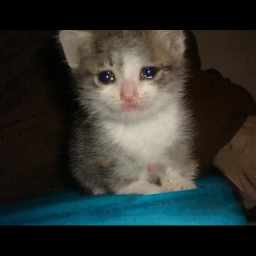 cat triste, gato llorando, sello lloroso, gato llorando, gato llorando