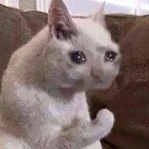 crying cat, crying cat meme, meme crying cat, crying cat meme, original crying cat meme