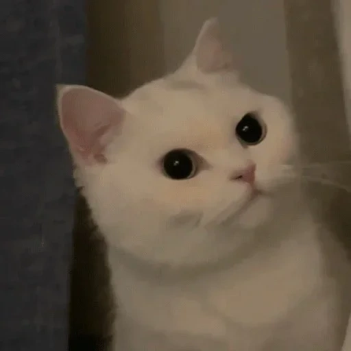 gato, gato, meme de gato, meme de gatinho, gatos