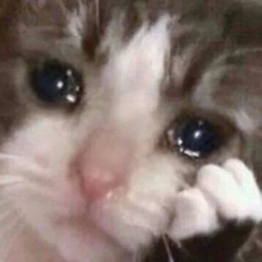 gato chorando, gato chorando, gato triste, sad cat meme, um gato chorão