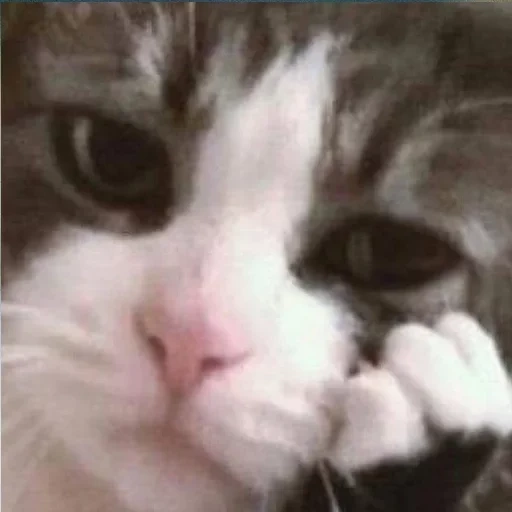 gato chorando, gatos chorando, gato triste, um gato chorão, o gato chora é triste