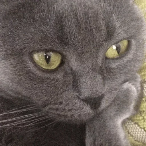 gatto grigio, gatto grigio, gatto grigio, gatto grigio, gatto grigio con orecchie appese