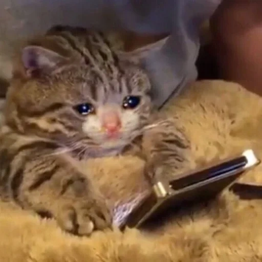 gato, gato, gatos chorando, gato triste, um telefone de gato