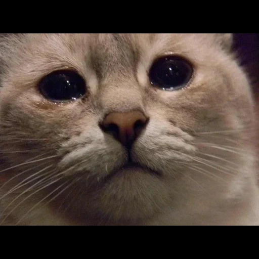 mème de chat, chat triste, chat triste, mèmes chatons tristes, mème des yeux tristes du chat