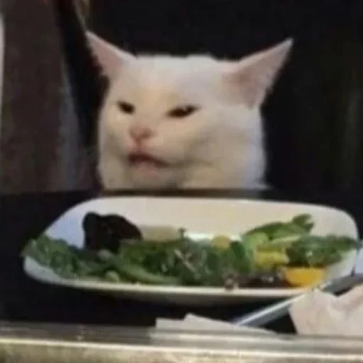 cat, cat meme, cat mama, the cat on the dining table, meme cat on the dining table