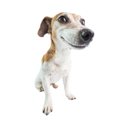 the dog is white, jack russell, russell terrier, the dog is a white background, terrier jack russell terrier