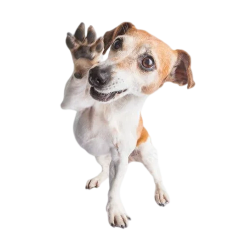 jack russell, dog white, russell terrier, der tanzende jack russell, the dog collection jack russell terrier