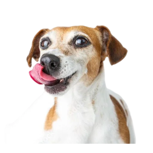 dog, jack russell, jack russell dog, dog jack russell terrier, jack russell licks a white background