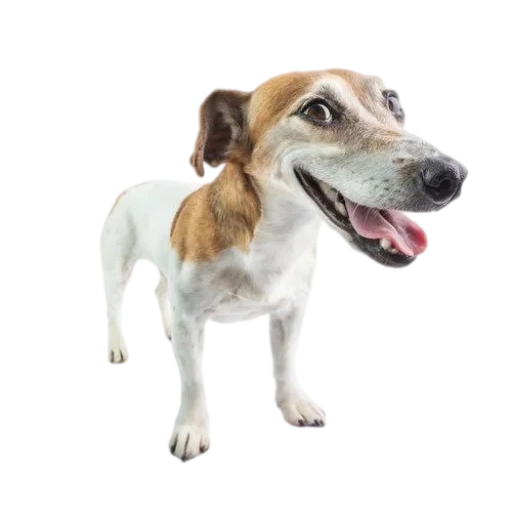 dog, the dog is white, the dog is funny, dog jack russell, dog jack russell terrier