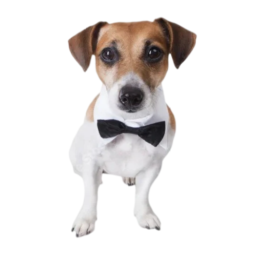jack russell, jack russell ter єr, the breed jack russell, breed jack russell terrier, dog jack russell terrier
