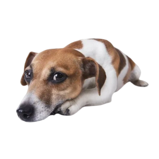 jack russell, russell terrier, puppy jack russell, sad jack russell, jack russell terrier dog