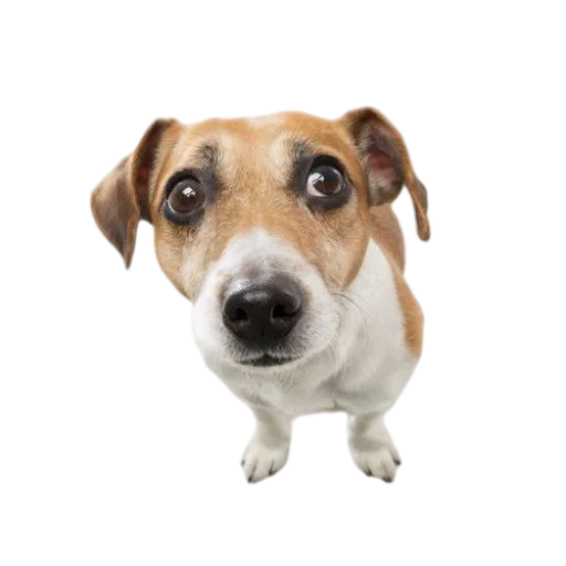 anjing, jack russell, jack dog, russell terrier, anjing jack russell terrier