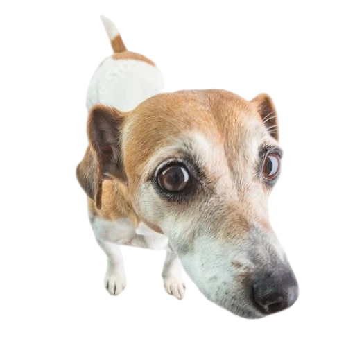 jack dog, cane russell, terrier jack russell, dog jack russell, cane russell terrier