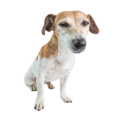 jack russell, le chien est blanc, jack russell, jack russell terrier, chien jack russell terrier
