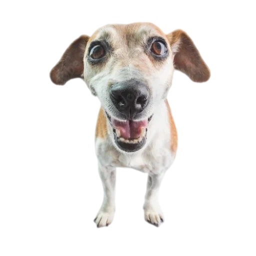 dog, jack dog, the dog is white, the dog is a white background, dog jack russell terrier