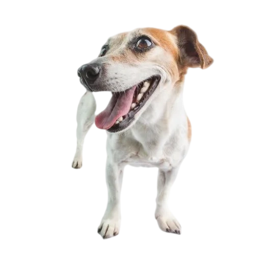 jack russell, le chien est un fond blanc, chien jack russell, contexte blanc de dents de chien, chien jack russell terrier