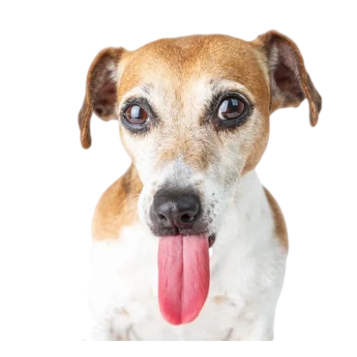 jack russell, the puppy peeps out, dog jack russell, dog jack russell terrier, the dog licks a white background