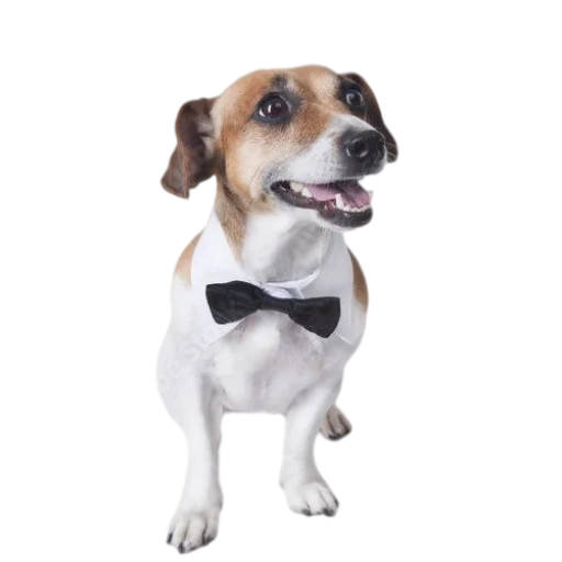jack russell, jack dog, russell terrier, cachorro jack russell, cachorro jack russell terrier