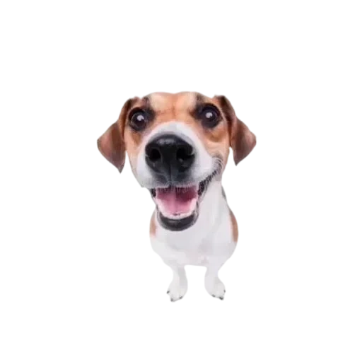 jack russell, anjing itu putih, russell terrier, anjing dengan latar belakang putih, jack russell terrier dog