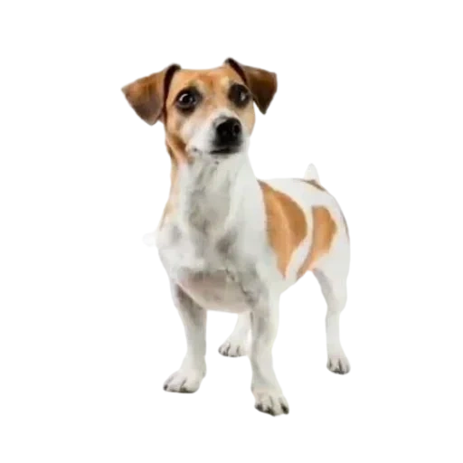 jack russell, russell terrier, jack russell terier milo, terrier jack russell terrier, cachorro jack russell terrier