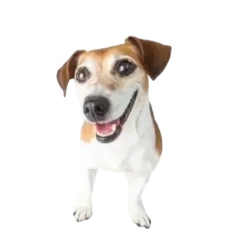 jack russell, russell terrier, chiot jack russell, chien jack russell, chien jack russell terrier