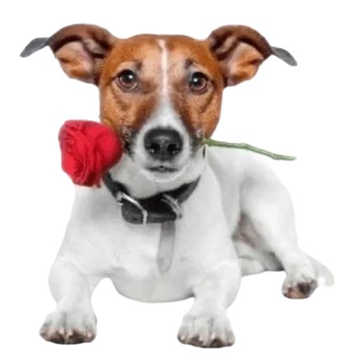 anak anjing jack russell, breed jack russell, jack russell terrier puppy, jack russell terrier dog, breed jack russell terrier