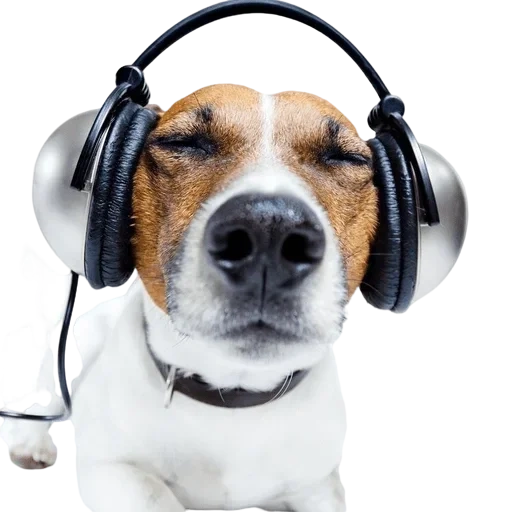 chien de casque, écouteurs de chien, jack russell terrier, écouteurs animaux, écouteurs de jack russell terrier