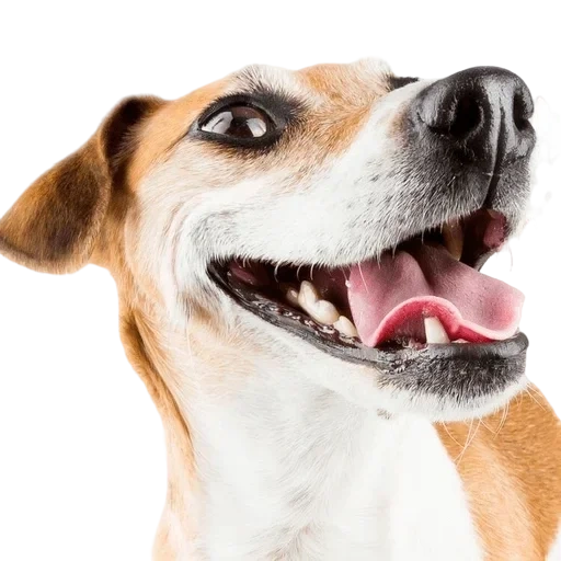 le visage de chien, joyeux chien, chien heureux, chien souriant, chien jack russell terrier