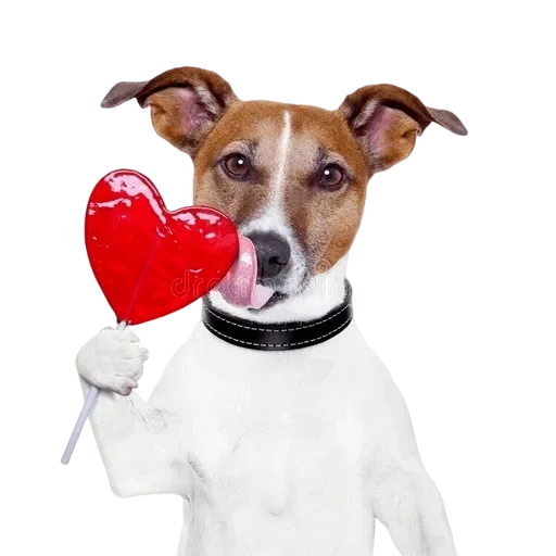 dog, jack dog, dog ellie di, dog with a lollipop, jack russell terrier heart