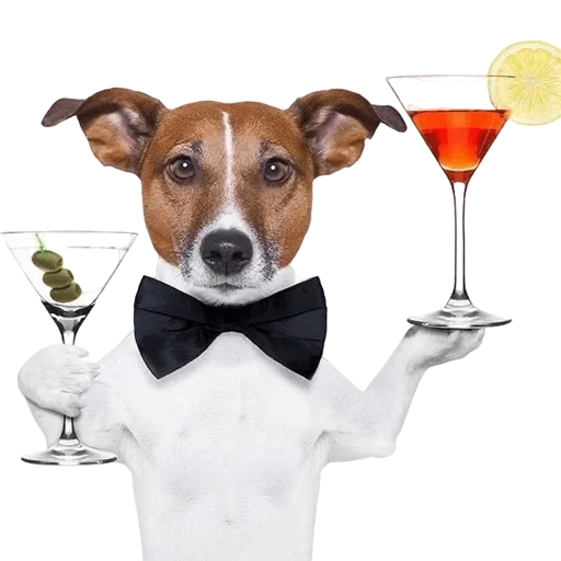jack russell, russell terrier, perro bebiendo taza, perro de copa de vino, jack russell dog