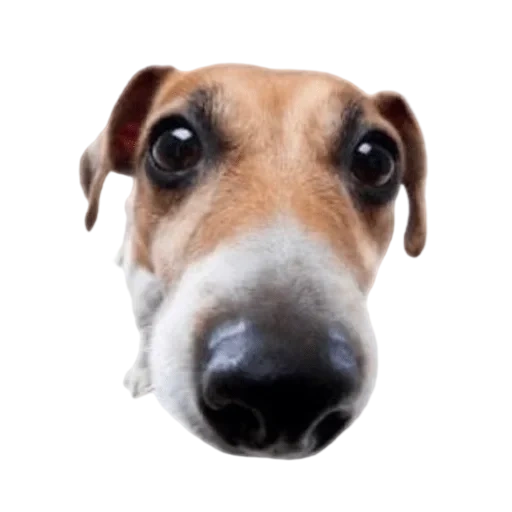 dog, dog nose, the dog is an animal, jack russell terrier, dog jack russell mem